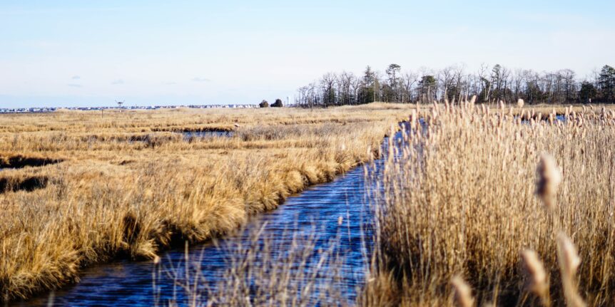 Водно-болотные угодья в Южном Джерси
